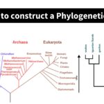 How to construct a Phylogenetic tree?