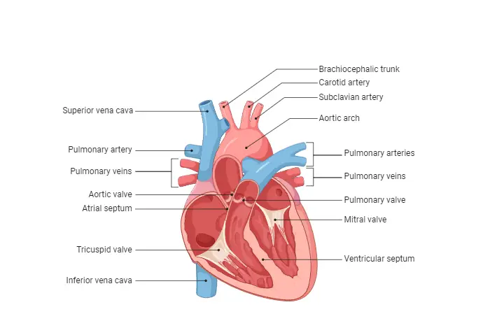 Human Circulatory Circuit - Definition, Characteristics, Types, Importance