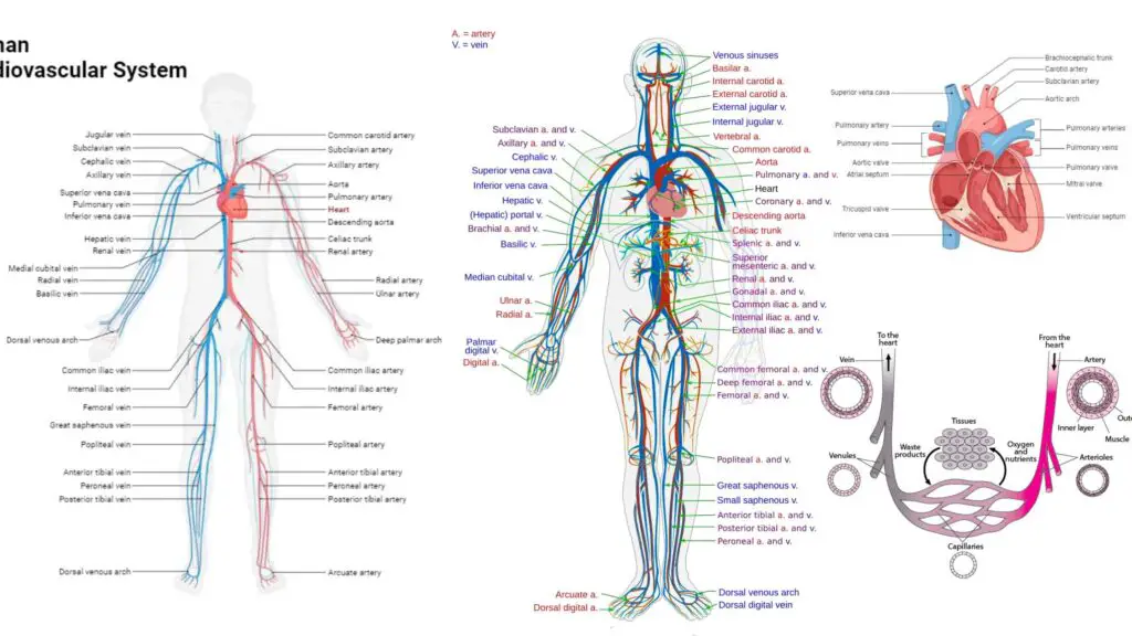 Human Circulatory System - Definition, Structure, Organs, Functions ...