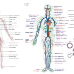 Human Circulatory System - Definition, Structure, Organs, Functions