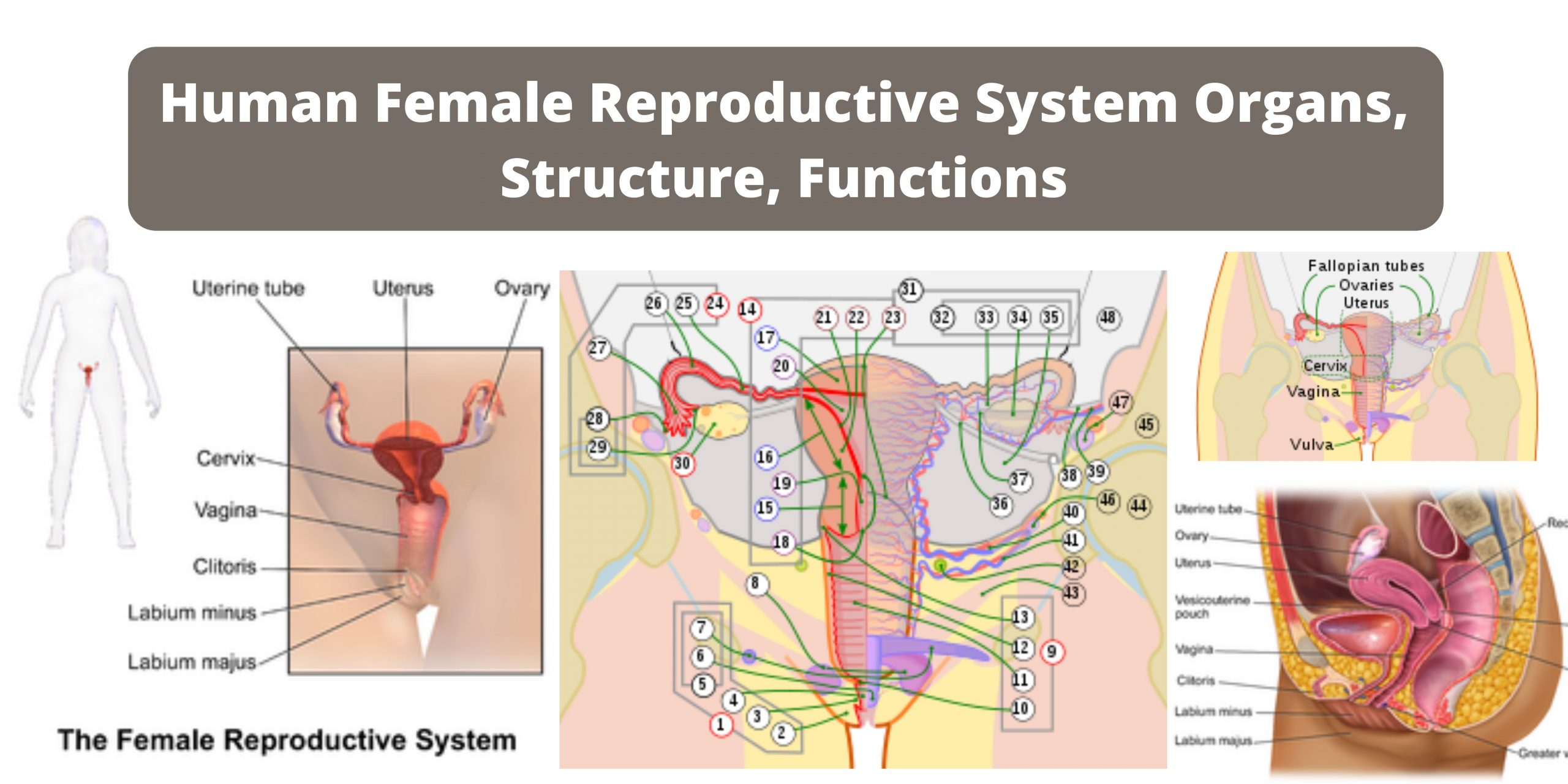 Human Female Reproductive System Organs, Structure, Functions