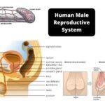 Human Male Reproductive System Organs, Structure, Functions