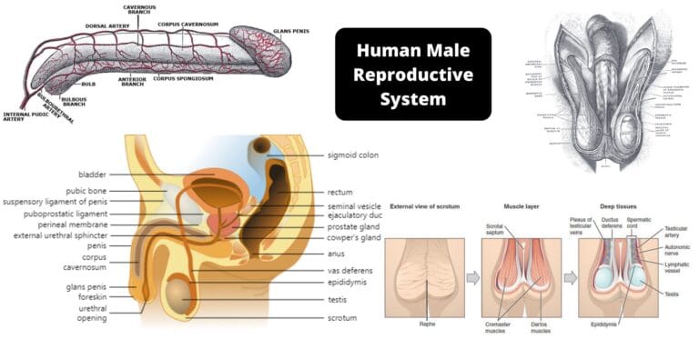 Human Male Reproductive System Organs, Structure, Functions