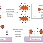 Hydrophobic Interaction Chromatography (HIC)