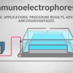 Immunoelectrophoresis - Principle, Applications, Procedure, Results, Advantages and Disadvantages.
