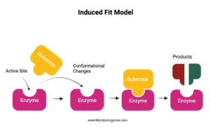What is Induced Fit Model? – Mechanism, Advantages, Limitations