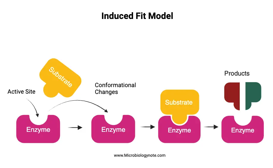 What is Induced Fit Model? - Mechanism, Advantages, Limitations