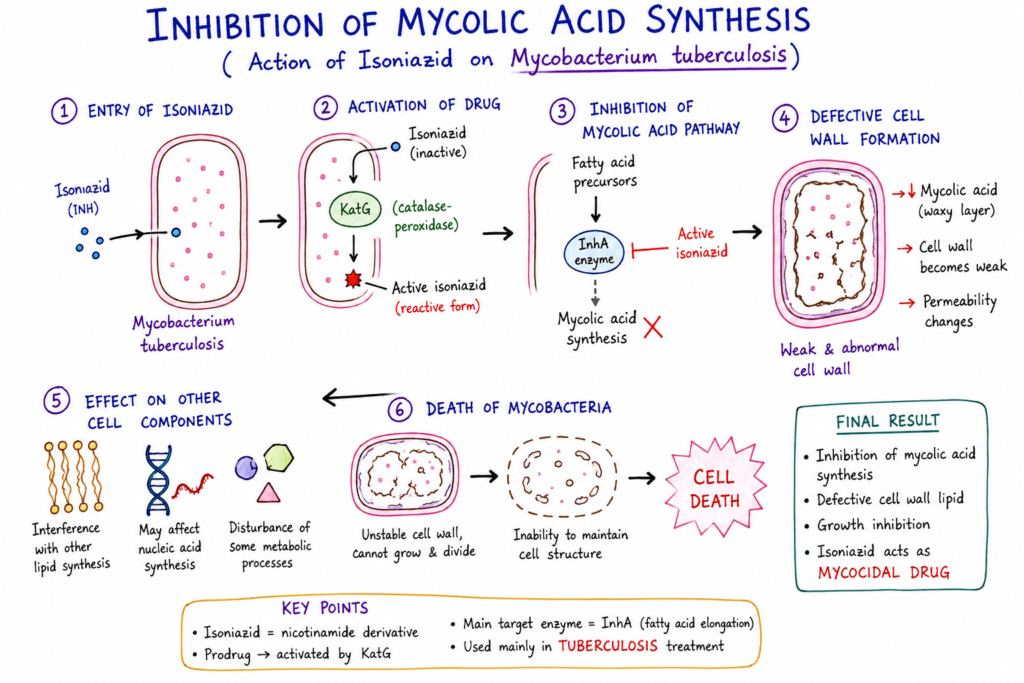 Inhibition of Mycolic Acid Synthesis