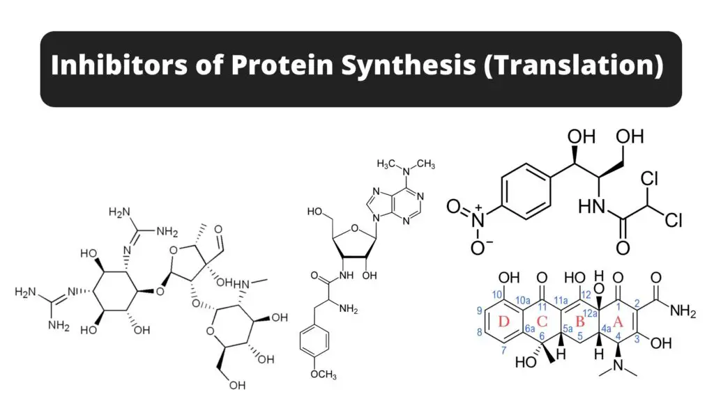 Protein Synthesis Inhibitors - Definition, Mechanism, Examples ...