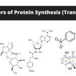 Protein Synthesis Inhibitors - Definition, Mechanism, Examples