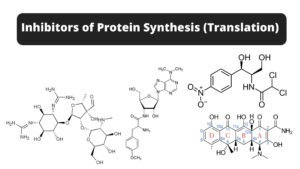 Protein Synthesis Inhibitors – Definition, Mechanism, Examples