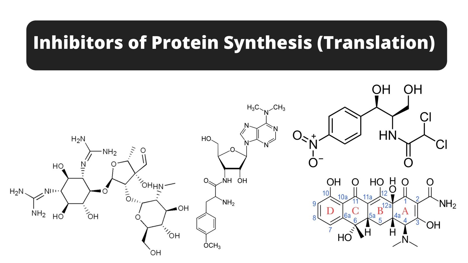 Protein Synthesis Inhibitors - Definition, Mechanism, Examples