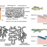 Integument In Vertebrates - Structure, Functions and Derivatives.