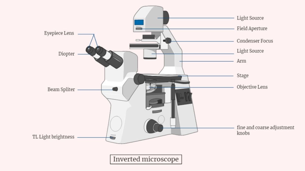 Inverted Microscope