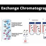 Ion Exchange Chromatography – Definition, Principle, Protocol, Applications, Examples