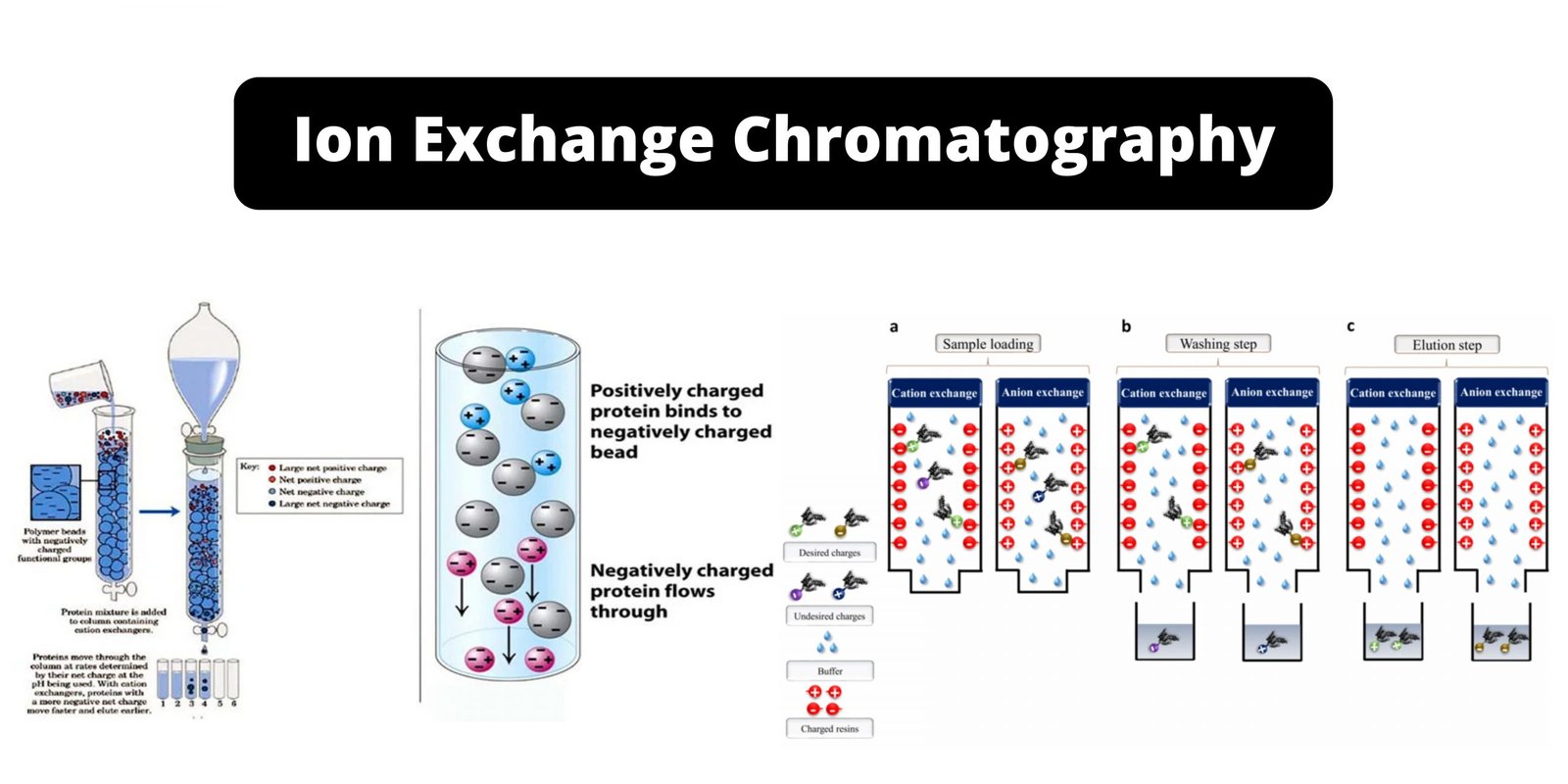 Ion Exchange Chromatography – Definition, Principle, Protocol, Applications, Examples