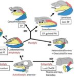 Jaw Suspension In Vertebrates