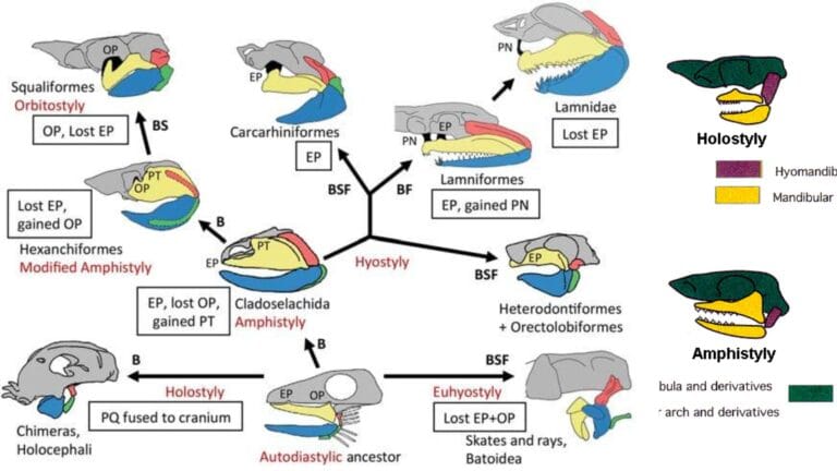 Jaw Suspension In Vertebrates
