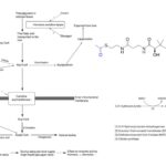 Ketone Bodies - Definition, Structure, Production, Functions