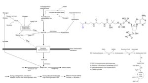 Ketone Bodies – Definition, Structure, Production, Functions