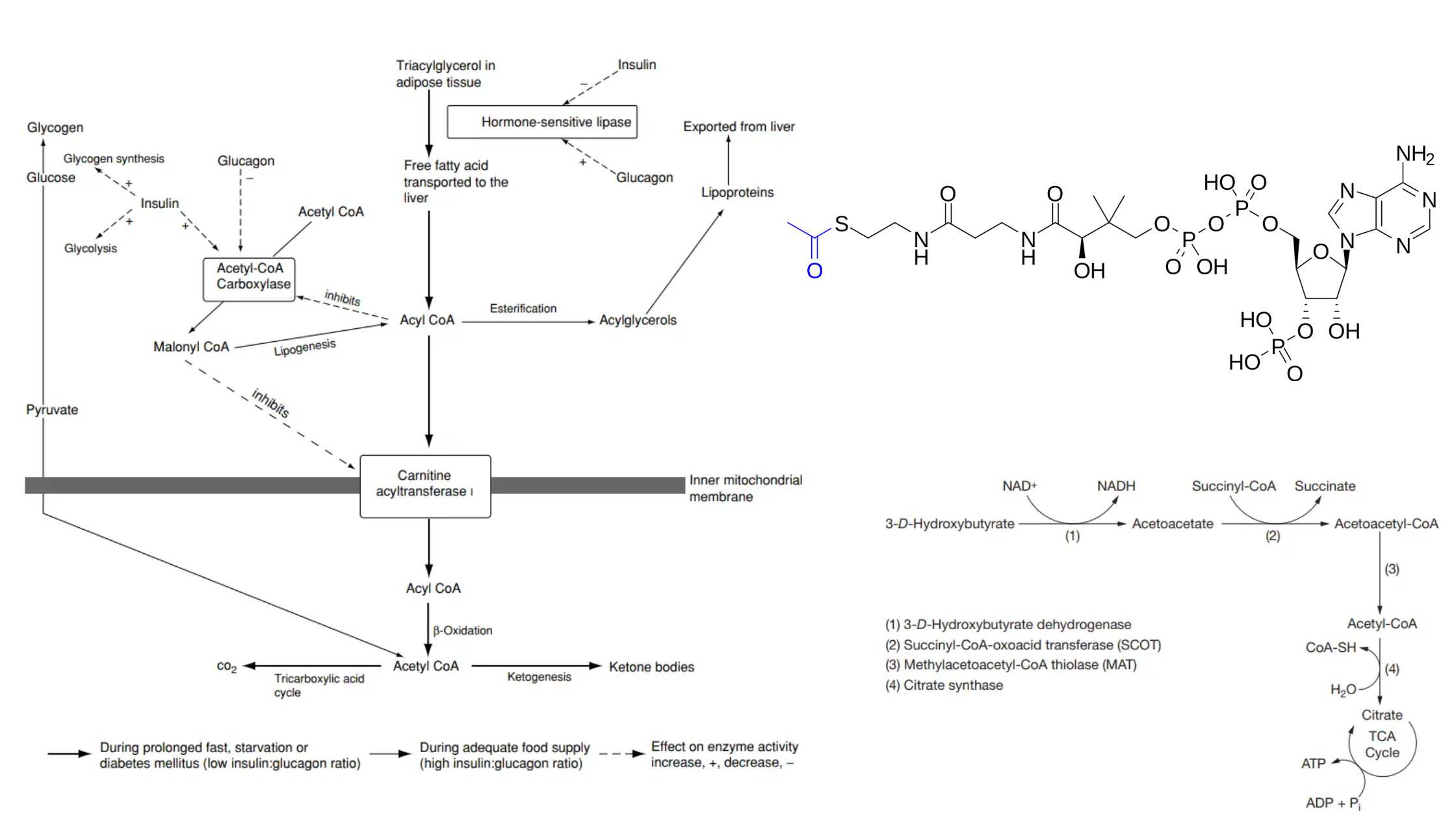 Ketone Bodies - Definition, Structure, Production, Functions