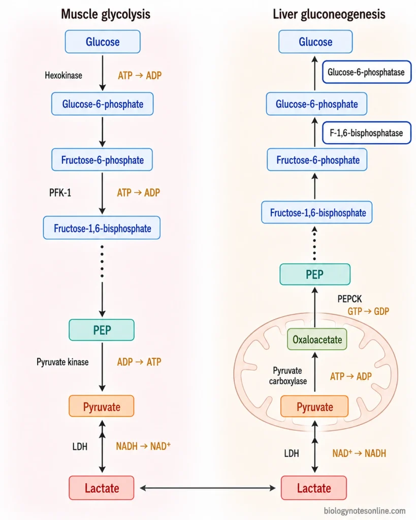 Cori Cycle: Definition, Steps, Energy Cost, and Significance 2 Biochemical pathway showing glycolytic reactions in muscle, lactate dehydrogenase, and major gluconeogenic bypass enzymes used to regenerate glucose in the liver.