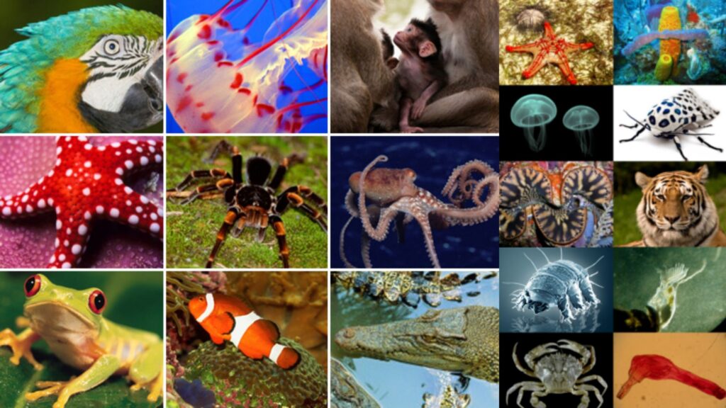 Kingdom Animalia Different Phylum Classification Characteristics Kingdom Animalia Different Phylum Classification Characteristics