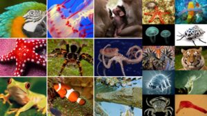 Kingdom Animalia – Different Phylum, Classification, Characteristics