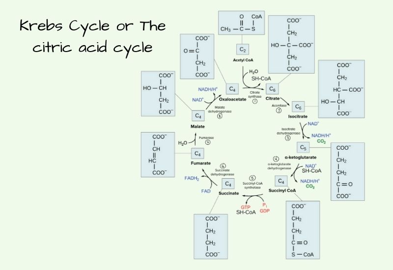 Krebs Cycle Definition, Steps, Products, Regulation.