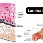 Lamina Propria - Definition, Structure, Functions