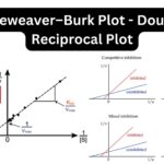 Lineweaver–Burk Plot - Double Reciprocal Plot