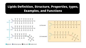 Lipids – Definition, Structure, Properties, Types, Functions, Examples