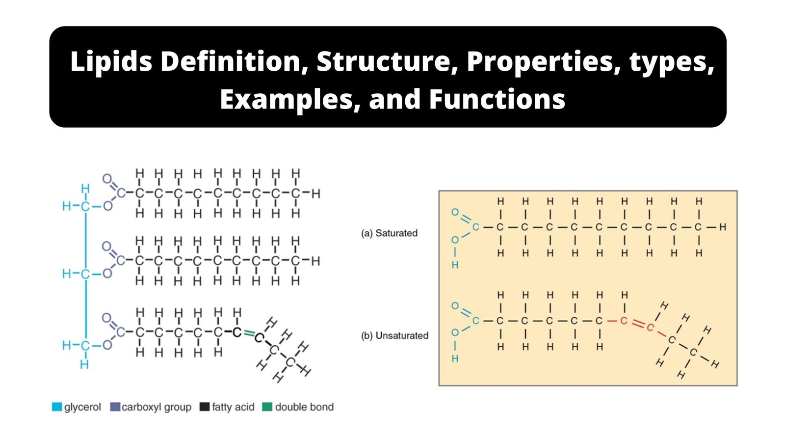Lipids - Definition, Structure, Properties, Types, Functions, Examples