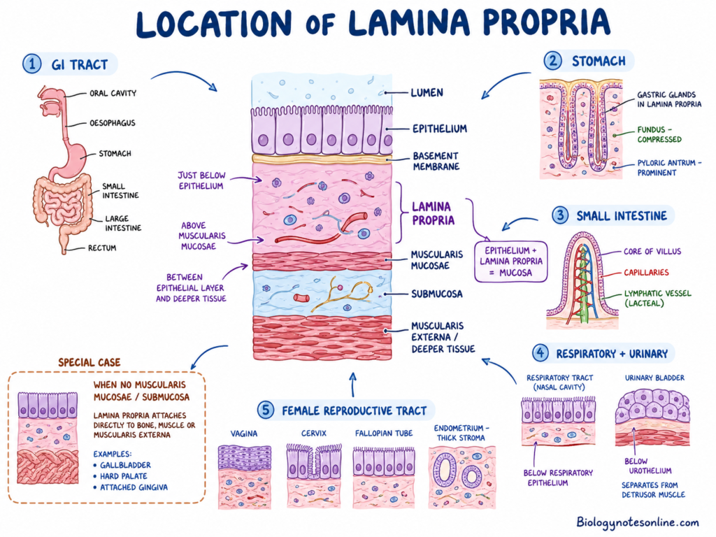 Lamina Propria location