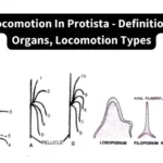 Locomotion In Protista - Definition, Organs, Locomotion Types