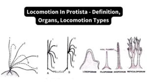 Locomotion In Protista – Definition, Organs, Locomotion Types