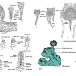 Marchantia - Definition, Structure, Reproduction, Classification