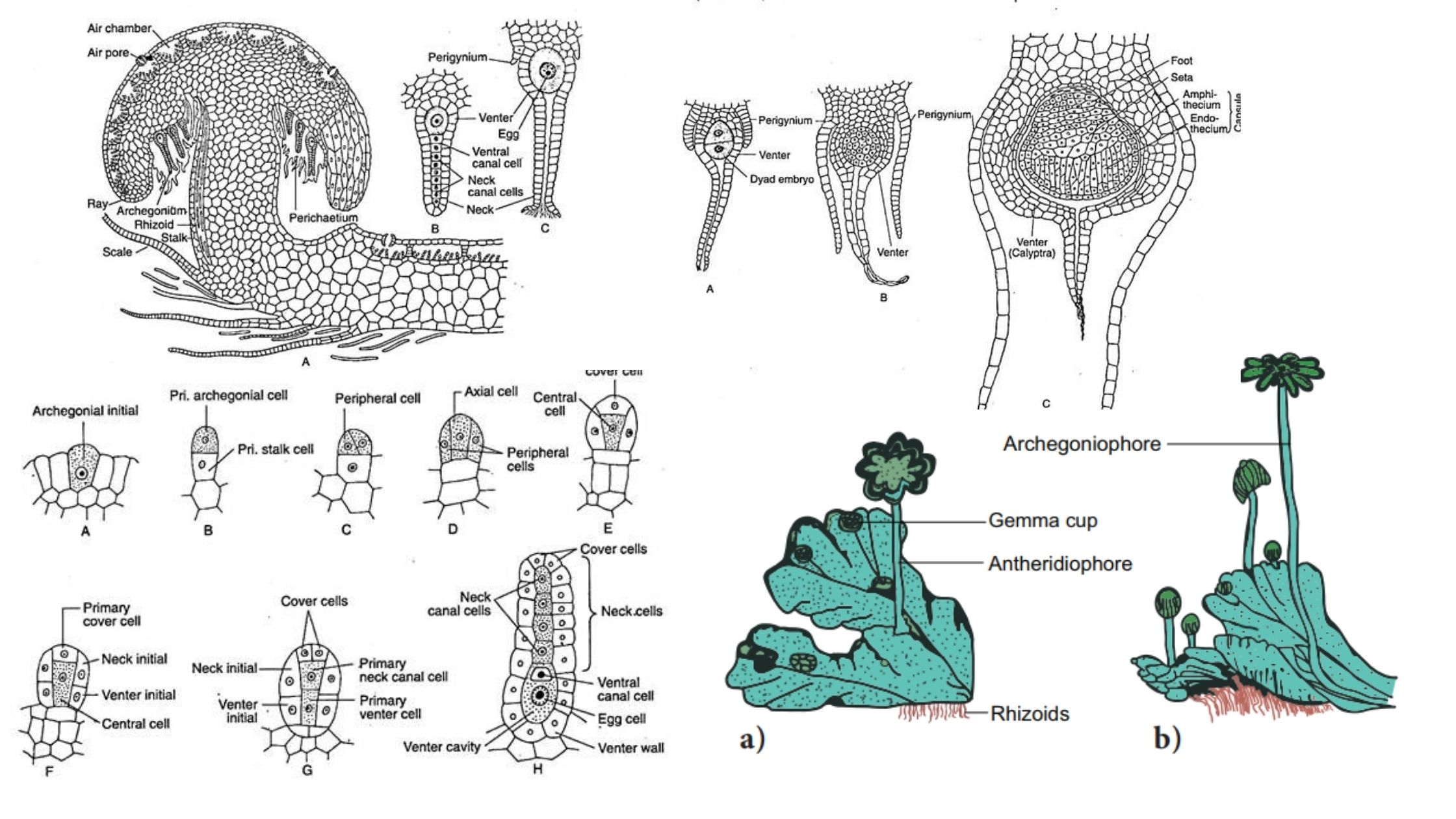 Marchantia - Definition, Structure, Reproduction, Classification