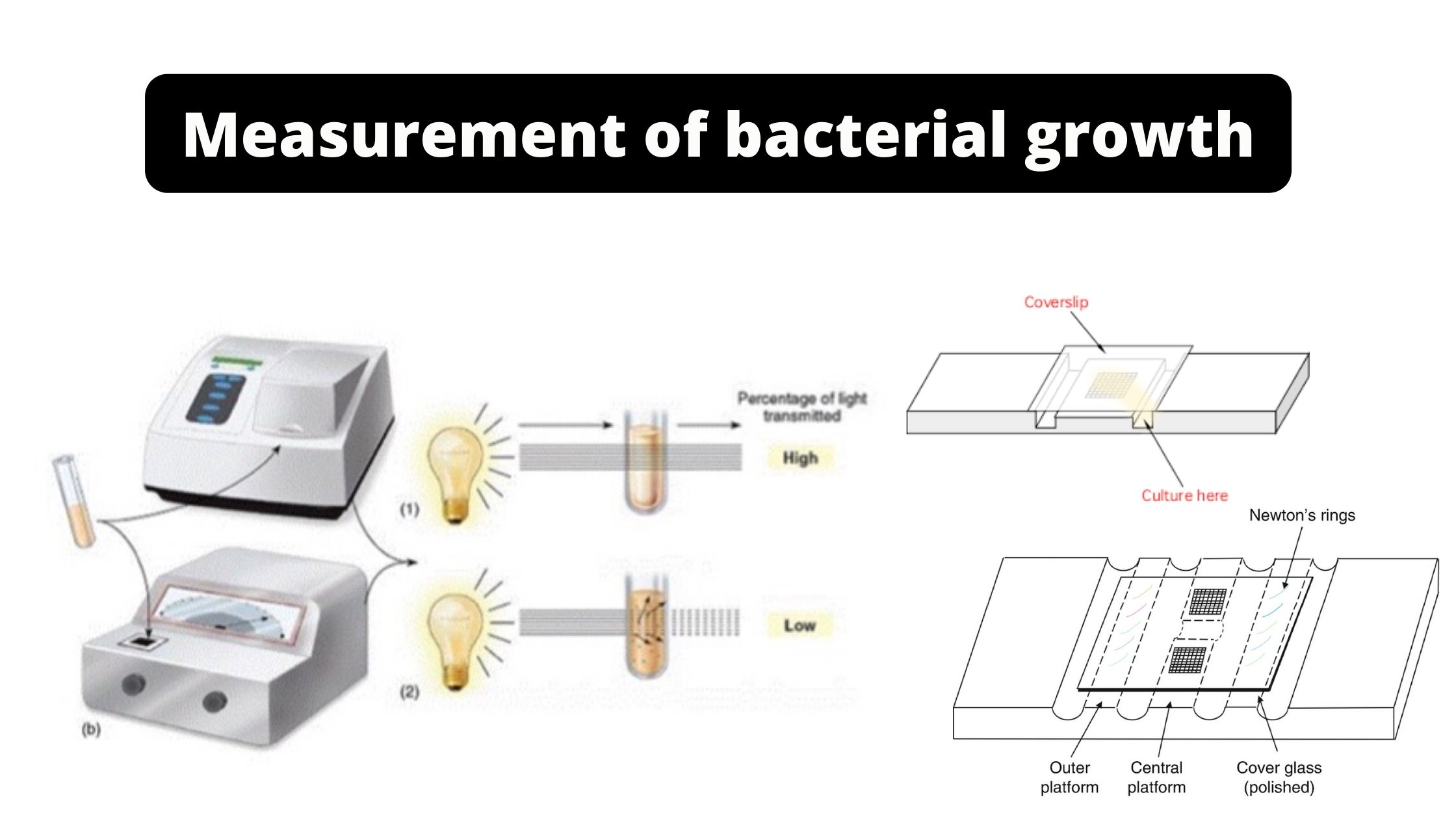 Measurement of Bacterial Growth