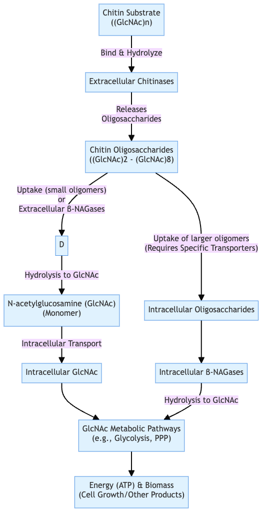 Microbial Degradation of Chitin - Microorganisms, Enzymes, Steps, Mechanisms 5 Mechanisms of microbial degradation of chitin