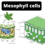 Mesophyll Cells - Definition, Location, Structure, Function, Microscopy
