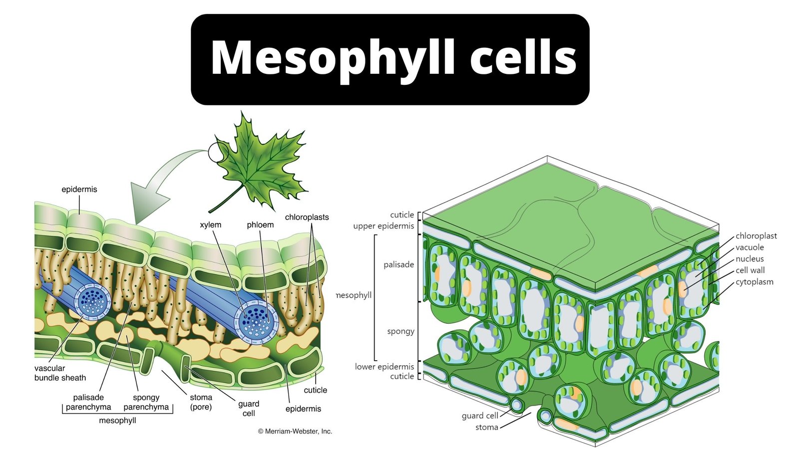 Mesophyll Cells - Definition, Location, Structure, Function, Microscopy