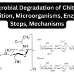 Microbial Degradation of Chitin - Definition, Microorganisms, Enzymes, Steps, Mechanisms