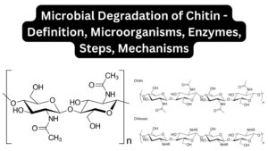 Microbial Degradation of Chitin – Definition, Microorganisms, Enzymes, Steps, Mechanisms