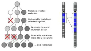 Microevolution – Definition, Causes, Examples