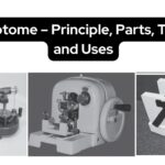Microtome - Principle, Parts, Types, and Uses