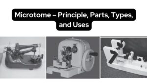 Microtome – Principle, Parts, Types, and Uses