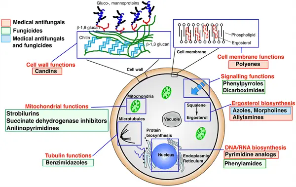 Antifungal Drug - Mode of Action - Biology Notes Online