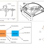 Models of Energy Flow in a Ecosystem - Linear and Y-shaped food chains