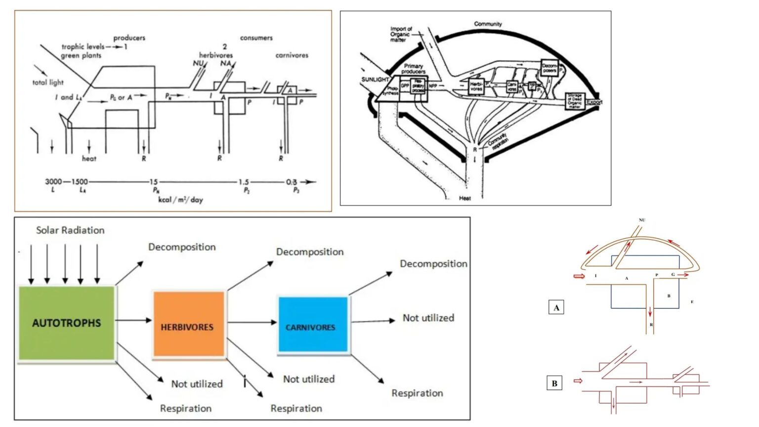 Food Chain - Definition, Types, Parts, Examples - Biology Notes Online